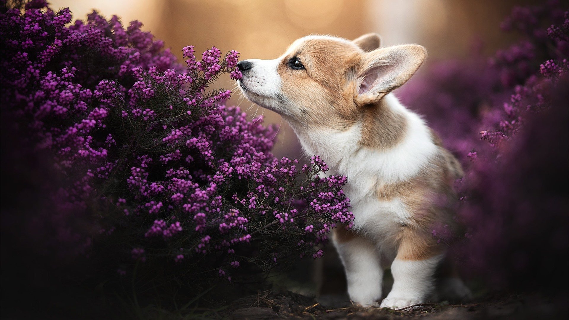 开云体育登录-维尼修斯存在感拉满！洪都拉斯队巴黎奏凯，足球世界再掀惊喜波澜